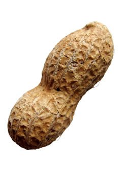 Peanut Image