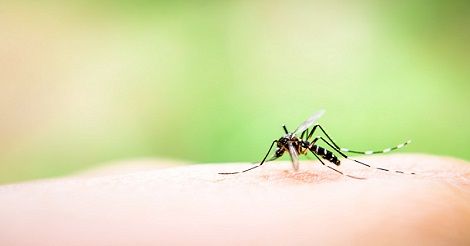 Trapping-Mosquitoes-carrying-the-Zika-Virus