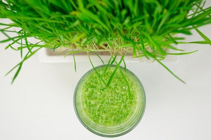 wheatgrass and menopause