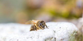 socially unresponsive bees
