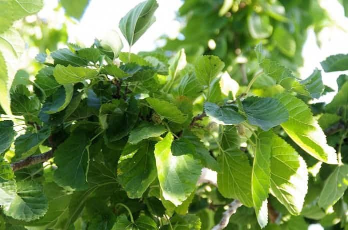 mulberry leaf extract