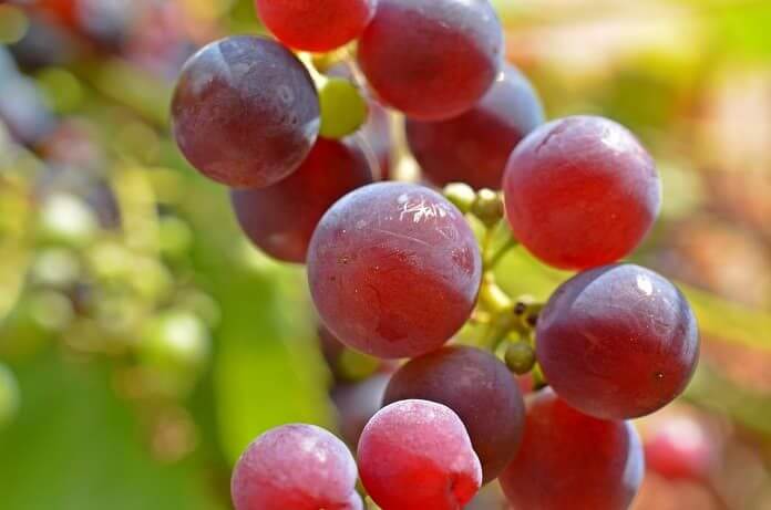 resveratrol