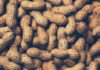 peanut allergy