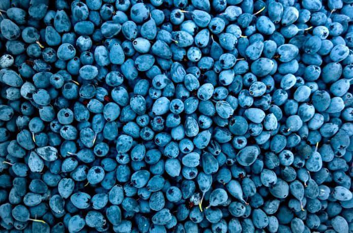 blueberry supplements