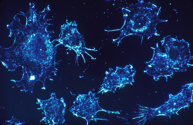 starving breast cancer cells