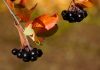 aronia berry polyphenols