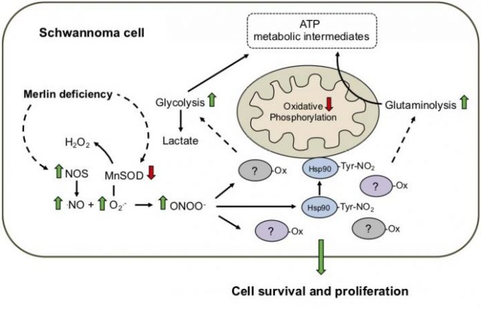 cancer cell metabolism