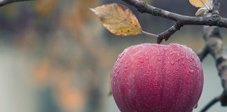 organic apples versus conventional apples