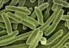 antibiotic-resistant E.coli
