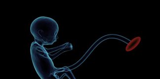 prenatal exposure to endocrine disruptors