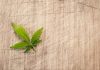 health risks of cannabis edibles