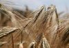 non-celiac wheat sensitivity