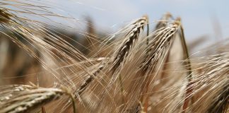 non-celiac wheat sensitivity