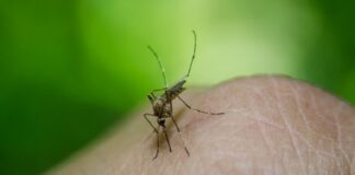 do mosquitoes carry coronavirus