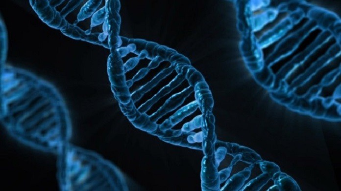 DNA, gene