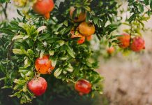 A superfood pomegranate tree with antioxidants that help fight disease like diabetes and CVD.