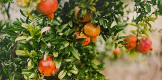 A superfood pomegranate tree with antioxidants that help fight disease like diabetes and CVD.