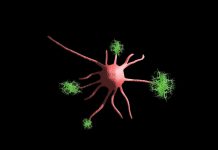 An image of a nerve cell as a depiction of the link between viruses and neurodegenerative diseases,