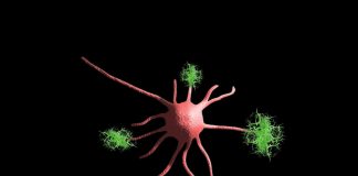 An image of a nerve cell as a depiction of the link between viruses and neurodegenerative diseases,