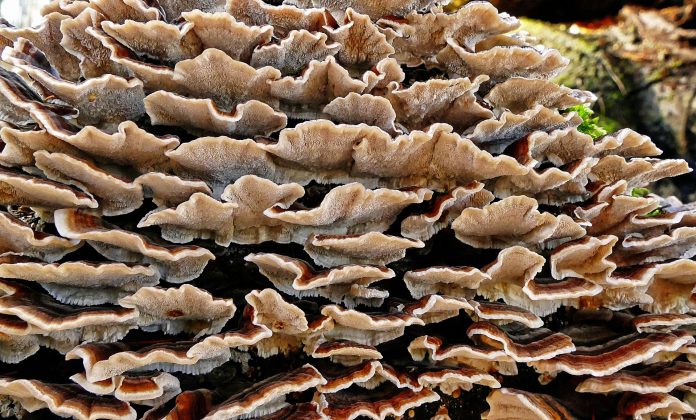 An image of a type of fungus. Certain types of fungus and cancer seem to have a connection.