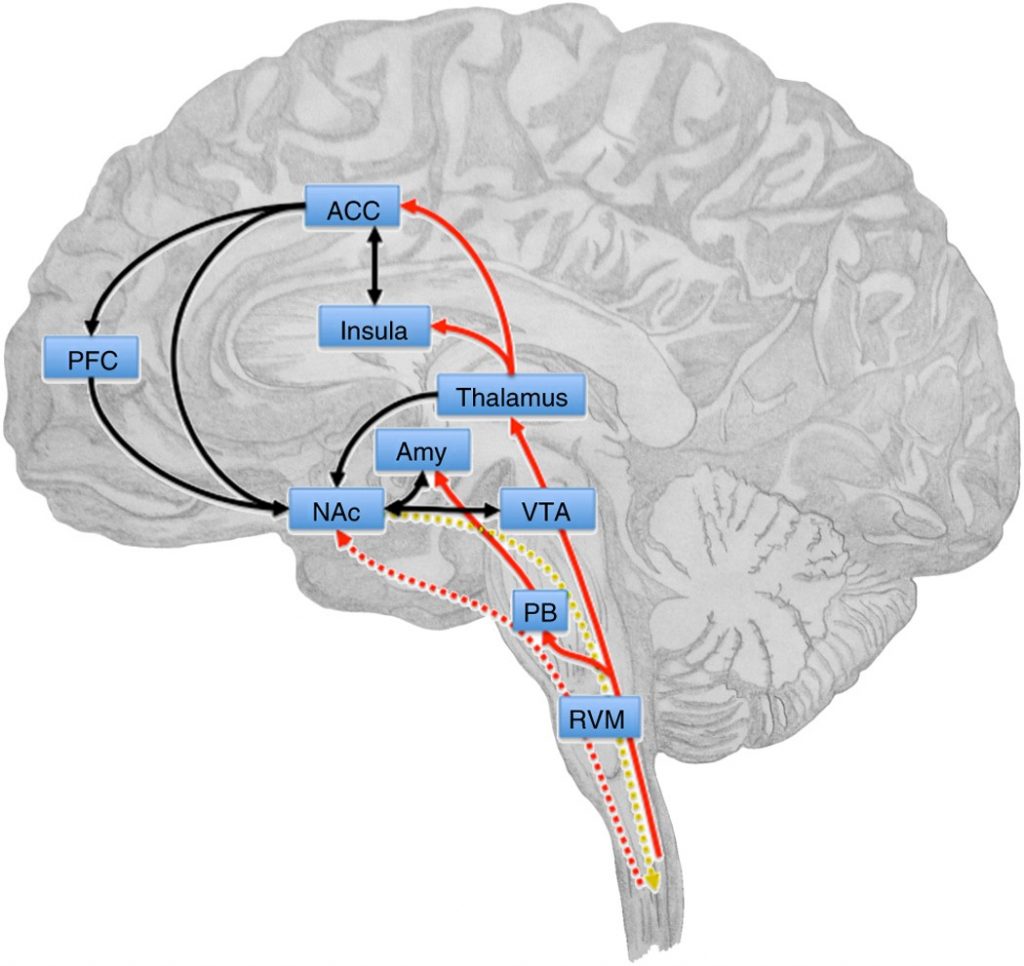 An image of the brain circuitry of compulsivity to depict the relationship between eating disorders and addictions.