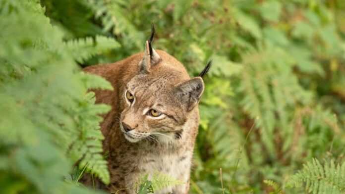 Photo of a puma emerging from the forest undergrowth, staring to its right.