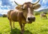 Photograph of a cow, with its head close to the camera lens.