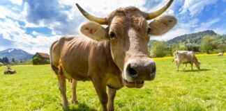 Photograph of a cow, with its head close to the camera lens.