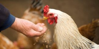 USDA Bird Flu - Image by Alex P from Pexels