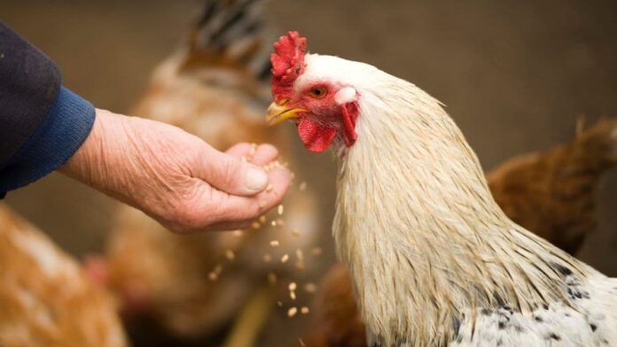 USDA Bird Flu - Image by Alex P from Pexels
