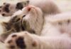 Could a Dream Save Your Life? - Image by Pixabay from Pexels