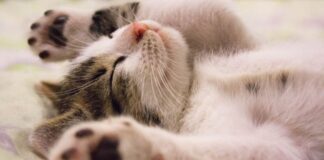 Could a Dream Save Your Life? - Image by Pixabay from Pexels