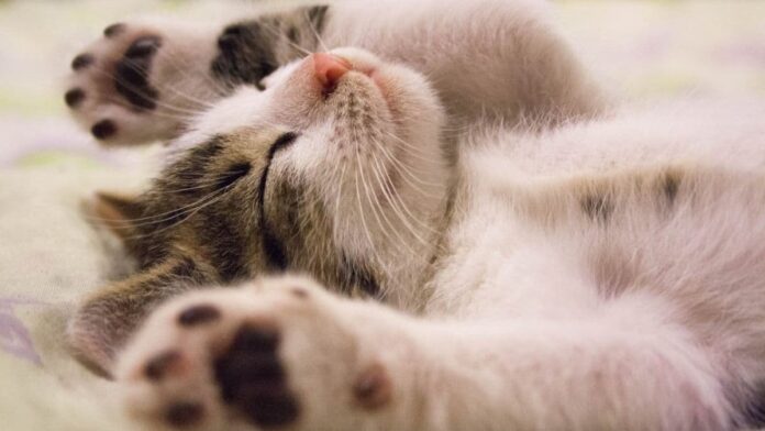 Could a Dream Save Your Life? - Image by Pixabay from Pexels