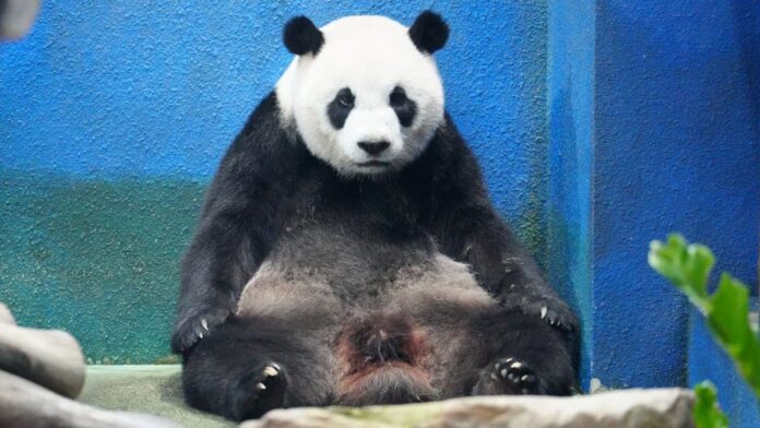 I am one confused Panda. Is American DNA tasty? - Image by Snow Chang from Pexels