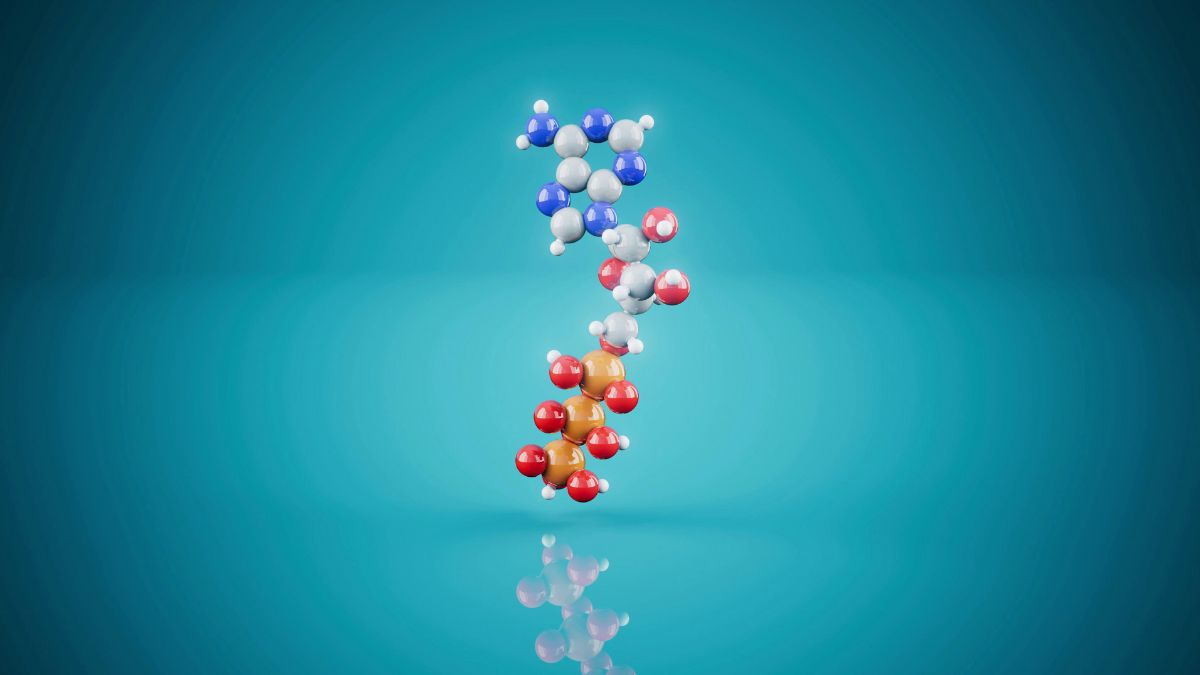 BPC-157: What Preclinical Research Reveals About This Synthetic Peptide